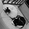 cat, cats, black_and_white, sleeping, curled_up, cushion, balcony, porch, outdoor, feline, resting, fur, pet, cozy, quiet, texture, wooden_railing, companion, peaceful, monochrome