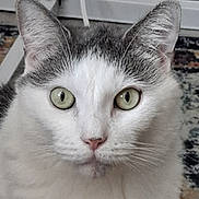 Rogercat joined the competition — help win amazing prizes! cat, animal, pet, indoor, close_up, white, gray, fur, green_eyes, curious, face, whiskers, ears, floor, carpet, household, domestic, mammal, portrait, looking