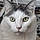 Rogercat