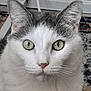 cat, animal, pet, indoor, close_up, white, gray, fur, green_eyes, curious, face, whiskers, ears, floor, carpet, household, domestic, mammal, portrait, looking