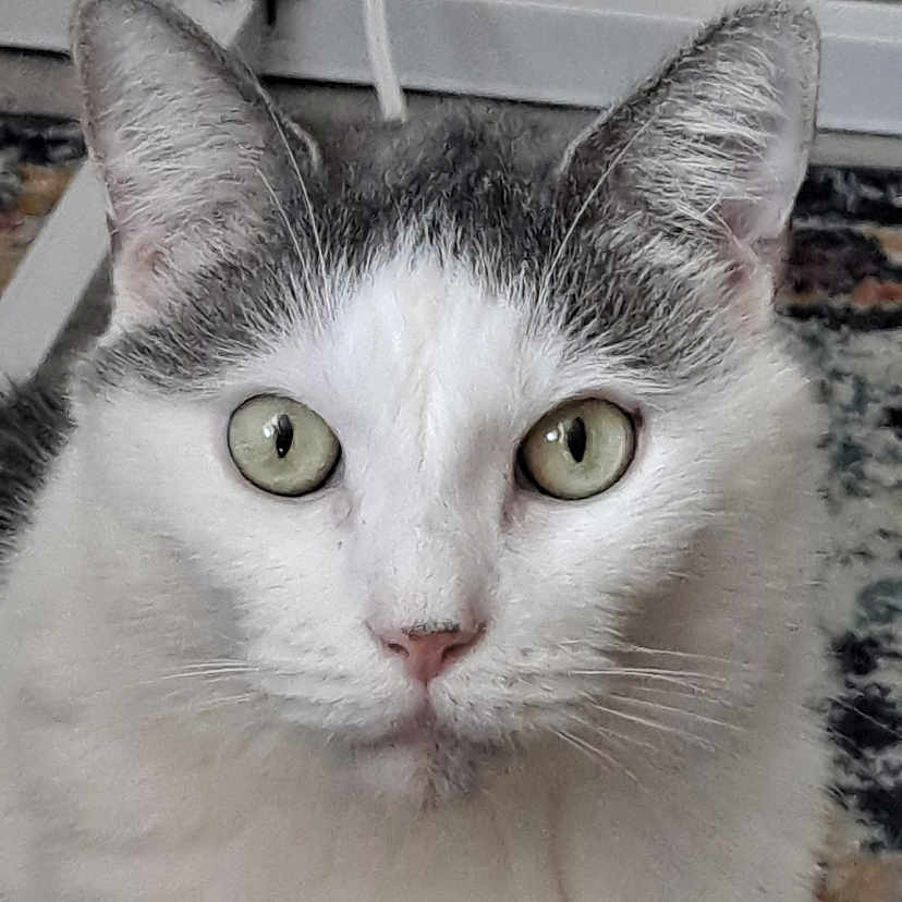 Rogercat joined the competition — help win amazing prizes! animal, carpet, cat, close_up, curious, domestic, ears, face, floor, fur, gray, green_eyes, household, indoor, looking, mammal, pet, portrait, whiskers, white