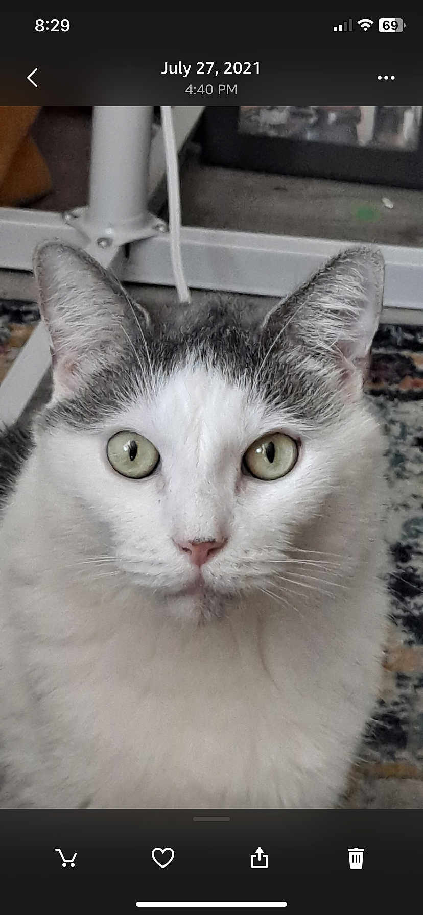 Rogercat joined the competition — help win amazing prizes! cat, animal, pet, indoor, close_up, white, gray, fur, green_eyes, curious, face, whiskers, ears, floor, carpet, household, domestic, mammal, portrait, looking