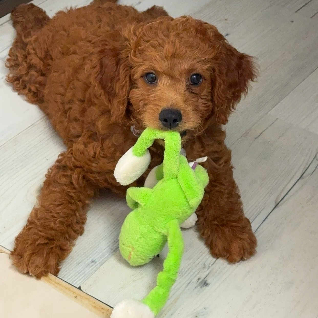 Hazel joined the competition — help win amazing prizes! animal, canine, cockerspaniel, dog, dogbed, pet, plush, poodle, puppy, terrier, toy, whitedog