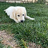 adorable, black_nose, brown_eyes, daylight, dog, fluffy, garden, golden_retriever, grass, lawn, lying_down, nature, outdoor, pet, portrait, puppy, relaxed, stone_wall, white_fur, young_dog