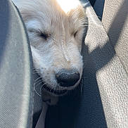 Blue participe au concours pour gagner de l'argent avec cette photo : animal, car, car_seat, close_up, cream_fur, cute, dog, floppy_ears, interior, nose, peaceful, pet, portrait, puppy, shadow, sleeping, sunlight, vehicle, whiskers, white_fur
