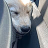 animal, car, car_seat, close_up, cream_fur, cute, dog, floppy_ears, interior, nose, peaceful, pet, portrait, puppy, shadow, sleeping, sunlight, vehicle, whiskers, white_fur