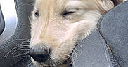 Blue a rejoint le concours — aidez-le/la à gagner de superbes lots ! animal, car, car_interior, close_up, cute, dog, eyes_closed, fur, golden, passenger, pet, portrait, puppy, resting, seat, sleeping, sleepy, snout, travel, whiskers