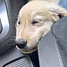 animal, car, car_interior, close_up, cute, dog, eyes_closed, fur, golden, passenger, pet, portrait, puppy, resting, seat, sleeping, sleepy, snout, travel, whiskers