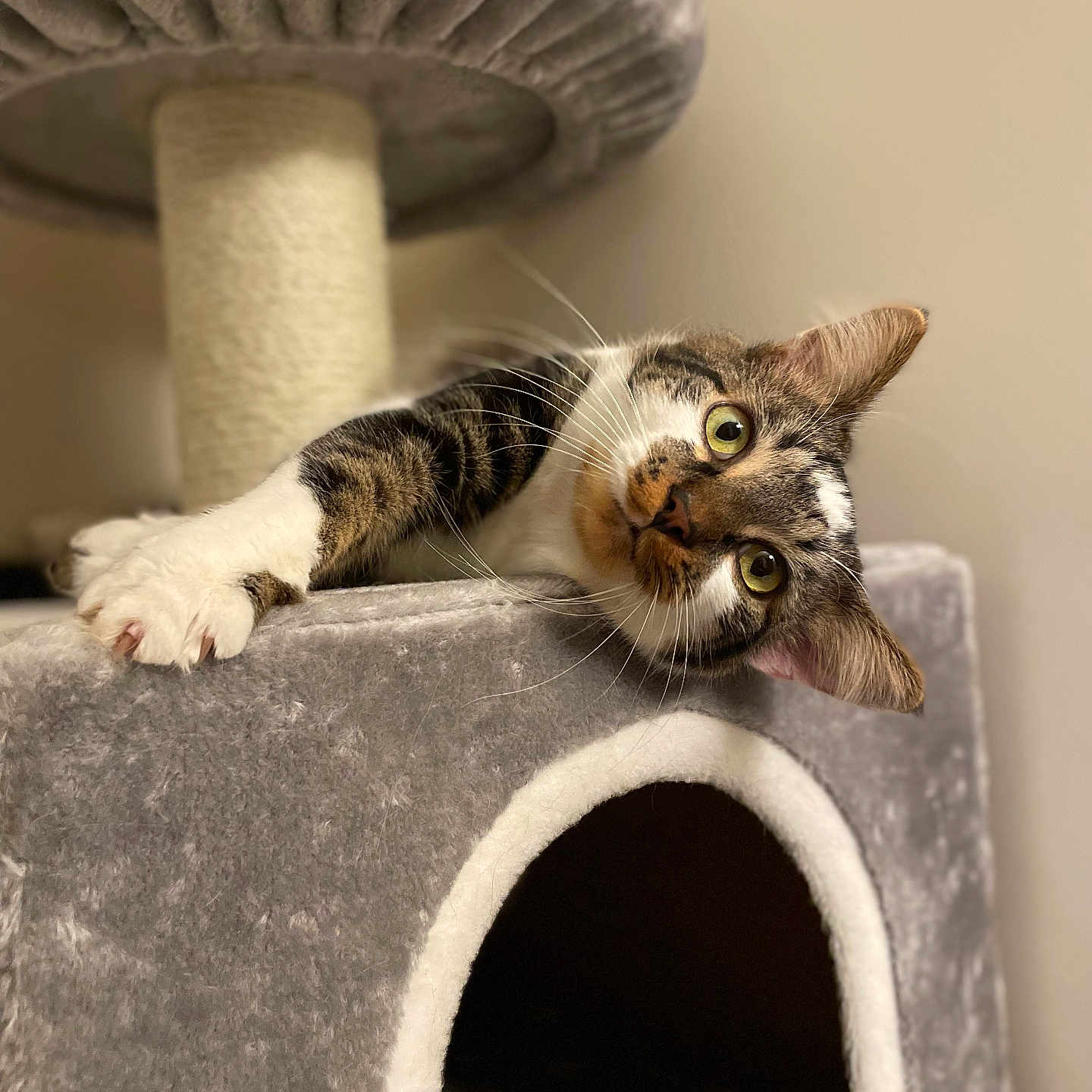 Simba participe au concours pour gagner de l'argent avec cette photo : animal, cat, cat_condo, claws, cozy, curious, cute, feline, fur, green_eyes, household, indoor, paw, pet, playful, portrait, relaxed, soft_texture, tabby, whiskers