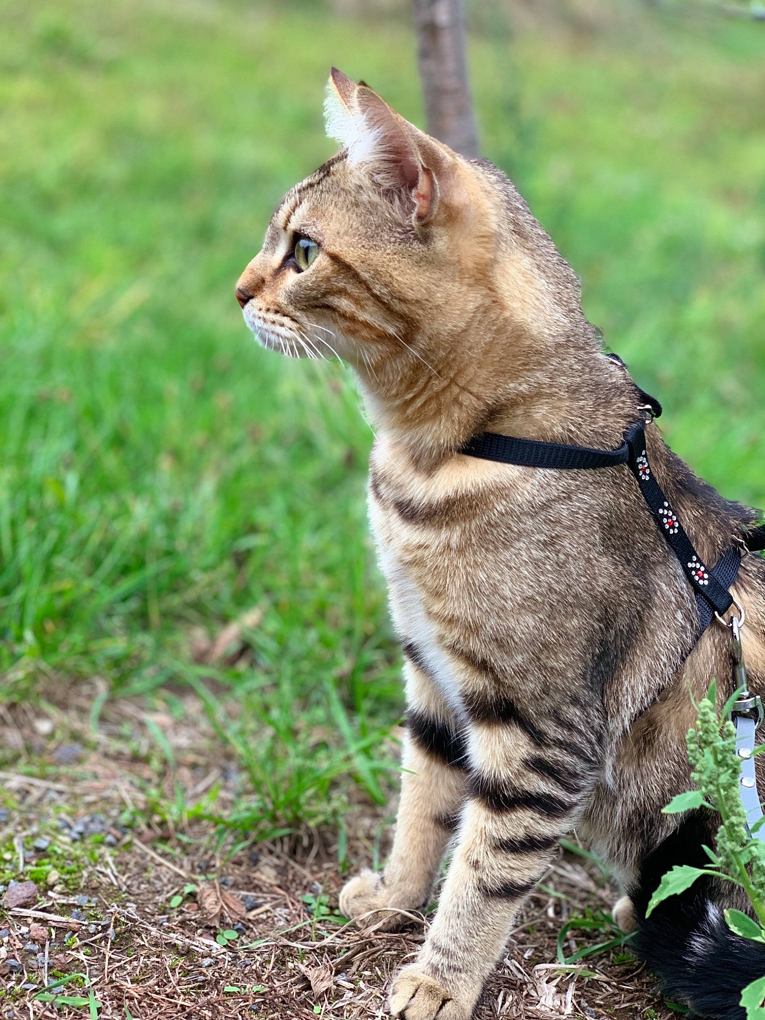 Kiki participe au concours pour gagner de l'argent avec cette photo : carnivore, cat, domestic_short_haired_cat, fawn, felidae, fur, grass, grass_family, organism, skin, small_to_medium_sized_cats, snout, tail, terrestrial_animal, vertebrate, whiskers, wild_cat, wildlife