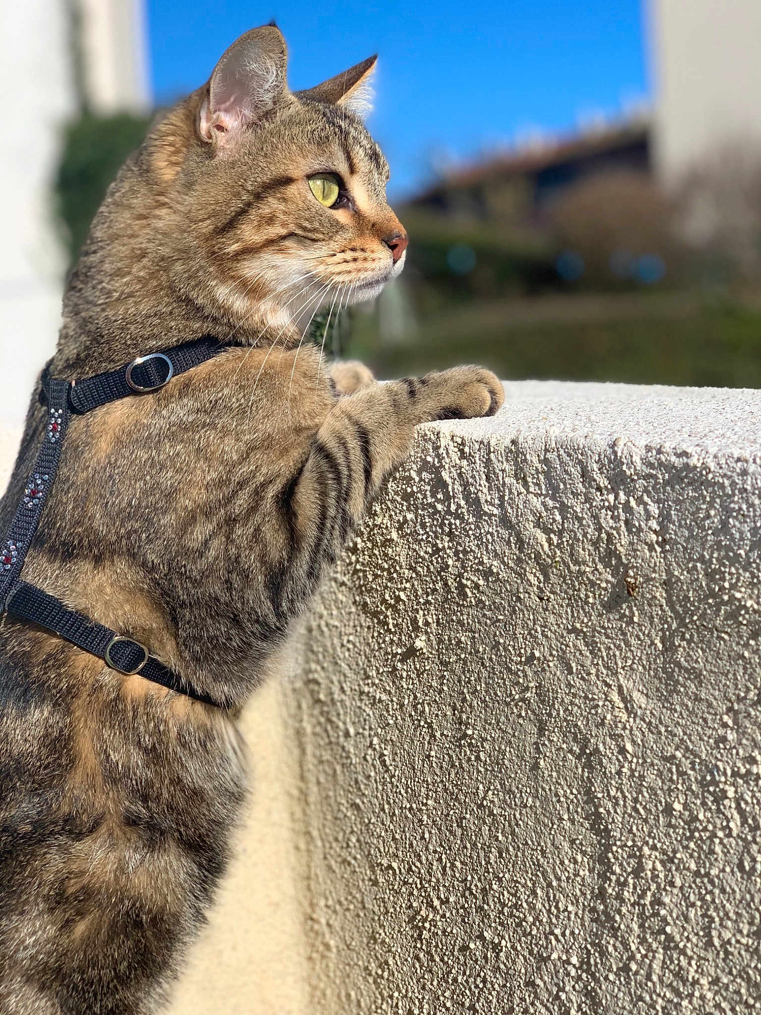 Kiki