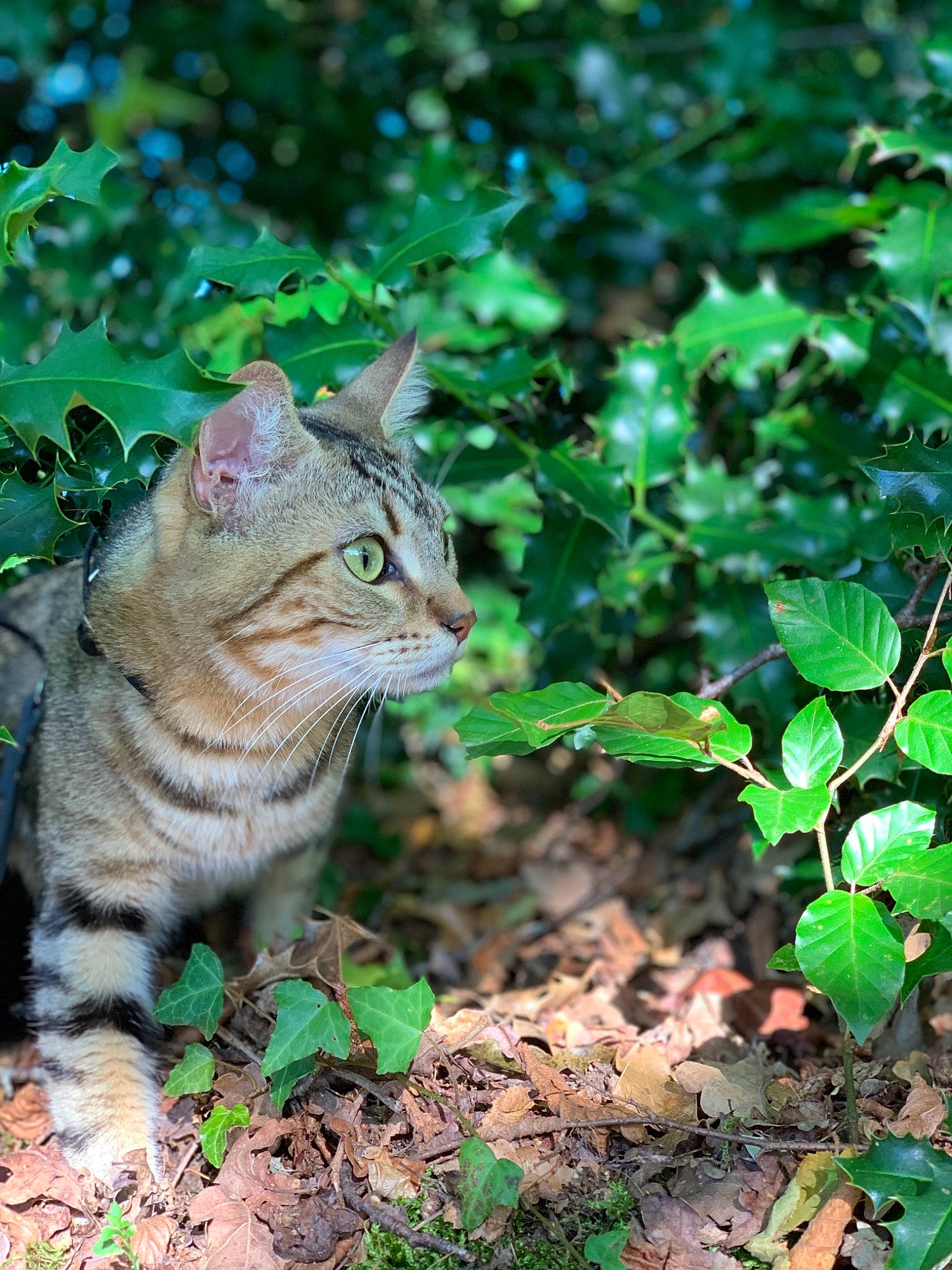 Kiki a rejoint le concours — aidez-le/la à gagner de superbes lots ! annual_plant, carnivore, cat, domestic_short_haired_cat, felidae, fur, green, groundcover, leaf, organism, perennial_plant, plant_stem, small_to_medium_sized_cats, snout, tabby_cat, terrestrial_animal, vegetation, whiskers, wild_cat, wildlife