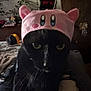 animal, background, black_cat, cat, close_up, cute, dark, domestic_animal, ears, face, feline, hat, indoor, pet, pink_hat, plants, portrait, room, sitting, whiskers