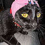 Jinx joined the competition — help win amazing prizes! animal, black_cat, cat, close_up, costume, cute, domestic_cat, feline, funny, fur, headwear, indoor, looking_away, mammal, pet, pink_hat, portrait, spiked_collar, whiskers, yellow_eyes