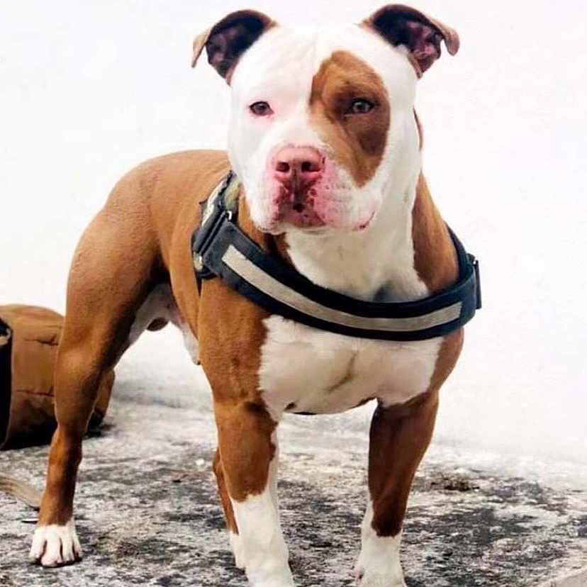 Tyzon a rejoint le concours — aidez-le/la à gagner de superbes lots ! dog, brown, white, pitbull, harness, standing, outdoor, concrete, animal, pet, alert, canine, mammal, portrait, looking, ears, four_legs, snout, muscular, closeup