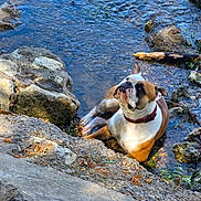 Abby a rejoint le concours — aidez-le/la à gagner de superbes lots ! dog, bulldog, english_bulldog, pet, animal, outdoor, stream, river, water, rocks, rocky, nature, wilderness, wood, fallen_log, collar, sitting, relaxed, wrinkled_face, portrait