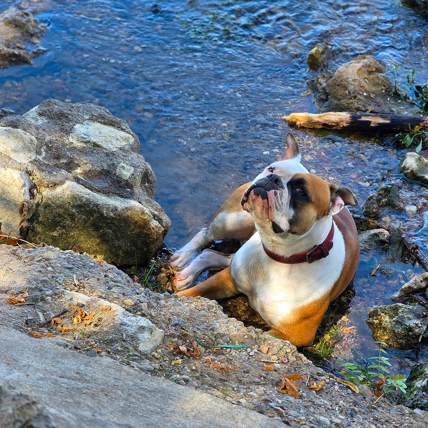 Abby a rejoint le concours — aidez-le/la à gagner de superbes lots ! dog, bulldog, english_bulldog, pet, animal, outdoor, stream, river, water, rocks, rocky, nature, wilderness, wood, fallen_log, collar, sitting, relaxed, wrinkled_face, portrait