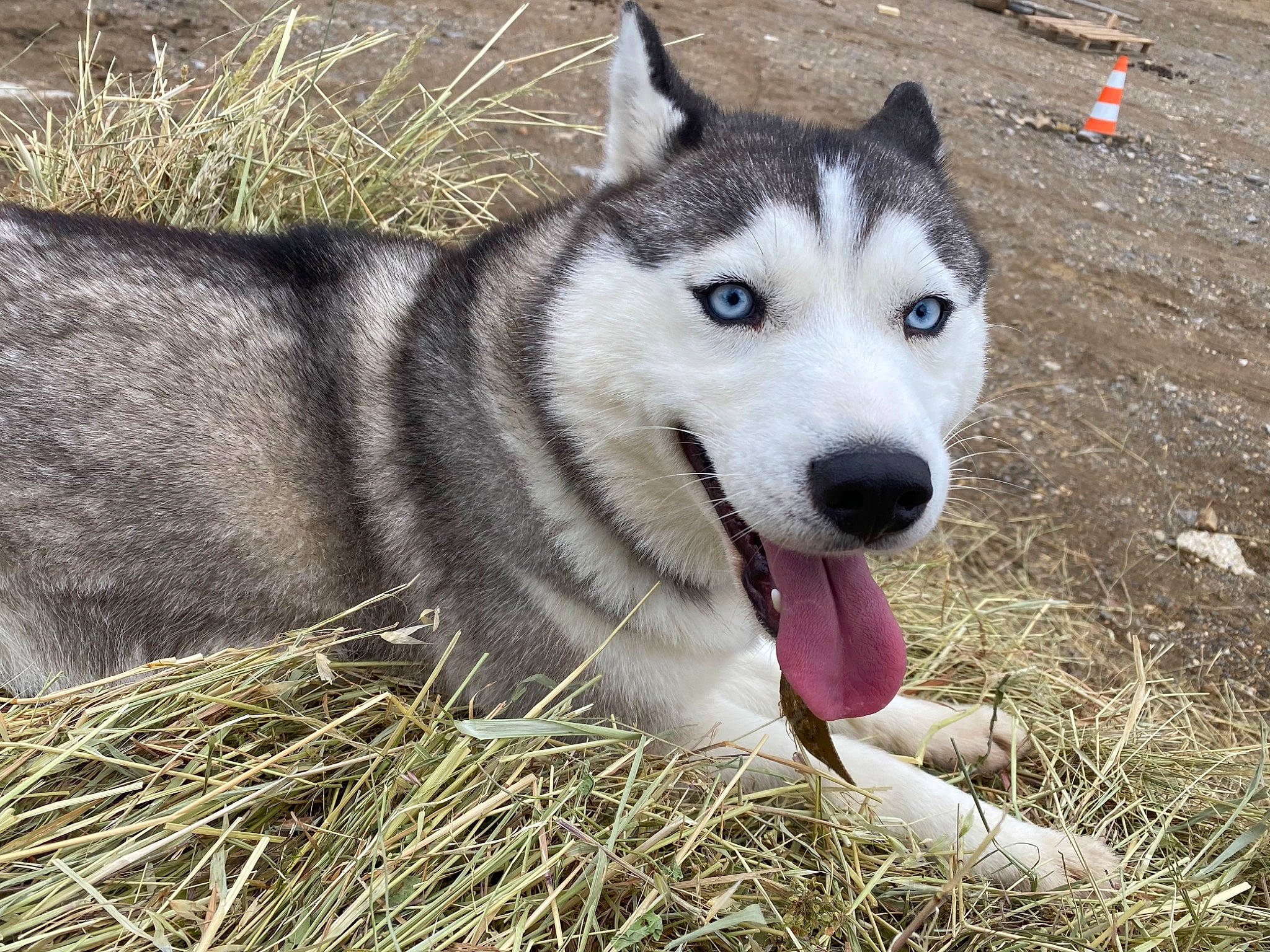 Maya a rejoint le concours — aidez-le/la à gagner de superbes lots ! ancient_dog_breeds, canidae, carnivore, dog, dog_breed, eye, fur, grass, plant, siberian_husky, sled_dog, snout, sporting_group, terrestrial_animal, whiskers, wildlife, working_dog