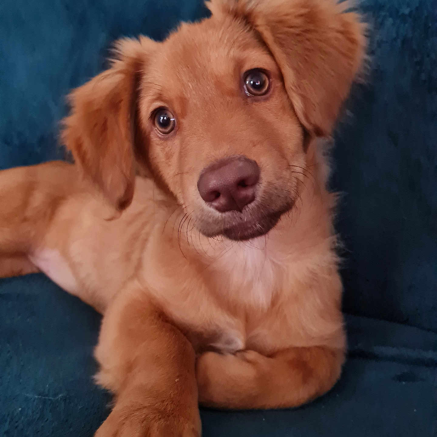 Sweety a rejoint le concours — aidez-le/la à gagner de superbes lots ! animal, canine, cockerspaniel, dog, goldenretriever, hound, labradorretriever, pet, puppy, snout, terrier