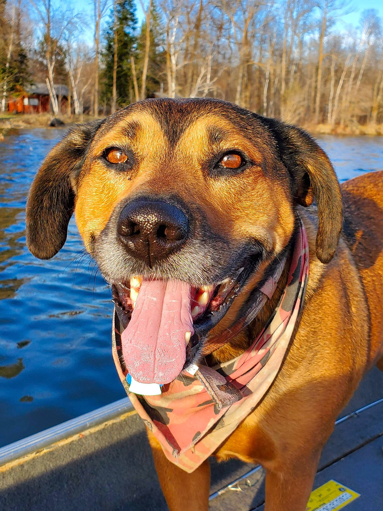 Riley joined the competition — help win amazing prizes! black_mouth_cur, broholmer, canidae, carnivore, dog, dog_breed, fawn, hound, mammal, mountain_cur, potcake_dog, rare_breed_dog, rhodesian_ridgeback, snout, sporting_group, tosa, vertebrate, whiskers
