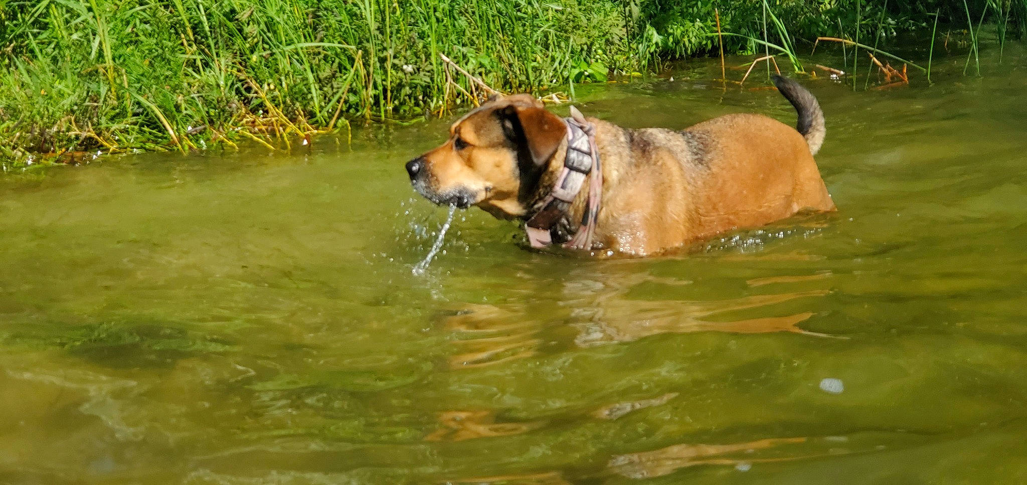 Riley is registered to the contest to win money with this photo: broholmer, canidae, carnivore, companion_dog, dog, dog_breed, hunting_dog, mammal, perro_de_presa_mallorquin, rare_breed_dog, sporting_group, vertebrate, working_dog