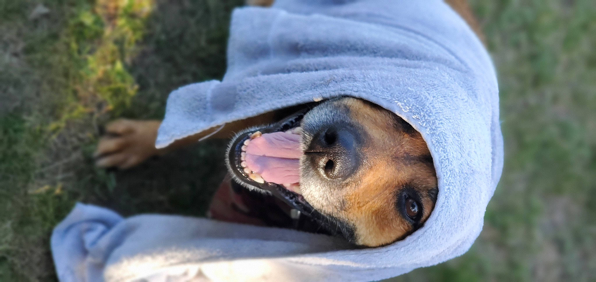 Riley is registered to the contest to win money with this photo: canidae, carnivore, dog_breed, fawn, pinscher, snout