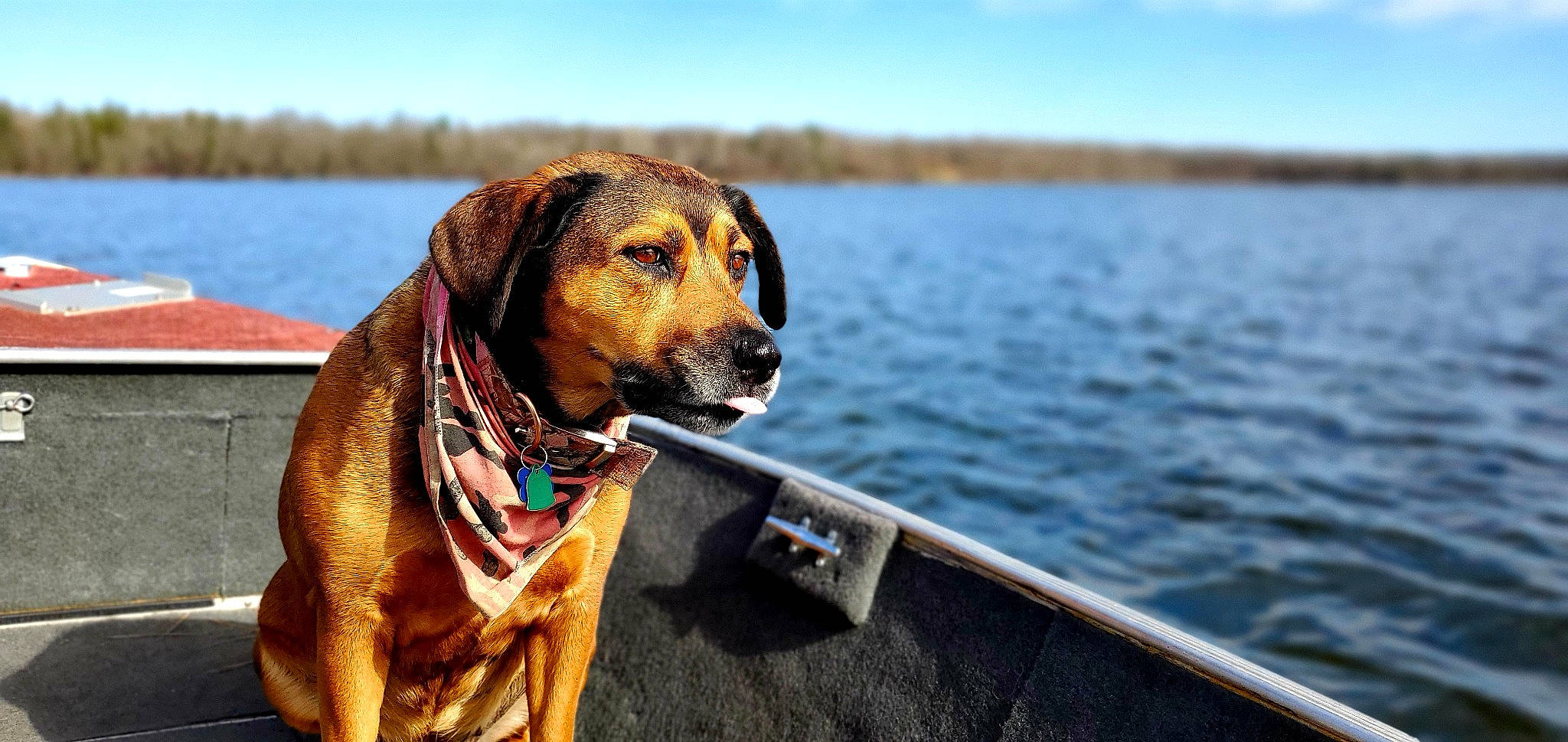 Riley is registered to the contest to win money with this photo: broholmer, canidae, carnivore, dog, dog_breed, fawn, hound, mammal, mountain_cur, rhodesian_ridgeback, sporting_group, vehicle, vertebrate