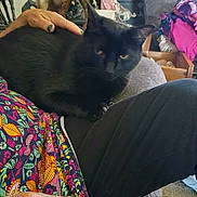 Pw Or Mama joined the competition — help win amazing prizes! black_cat, cat, lap, hand, person, colorful_clothing, figurines, decorations, couch, blanket, indoor, pet, furniture, relaxing, home, animal, feline, comfort, resting, cozy