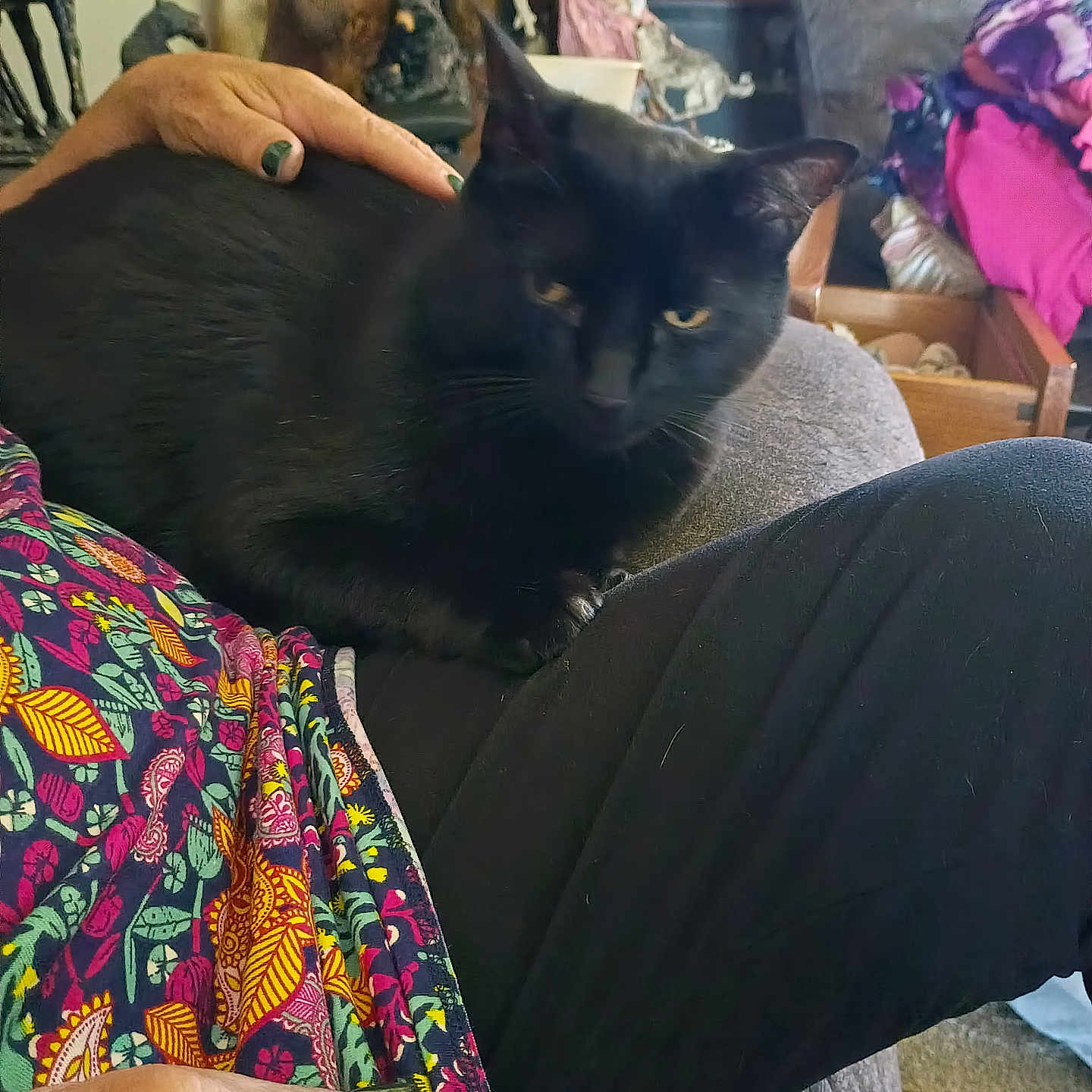 Pw Or Mama joined the competition — help win amazing prizes! animal, black_cat, blanket, cat, colorful_clothing, comfort, couch, cozy, decorations, feline, figurines, furniture, hand, home, indoor, lap, person, pet, relaxing, resting