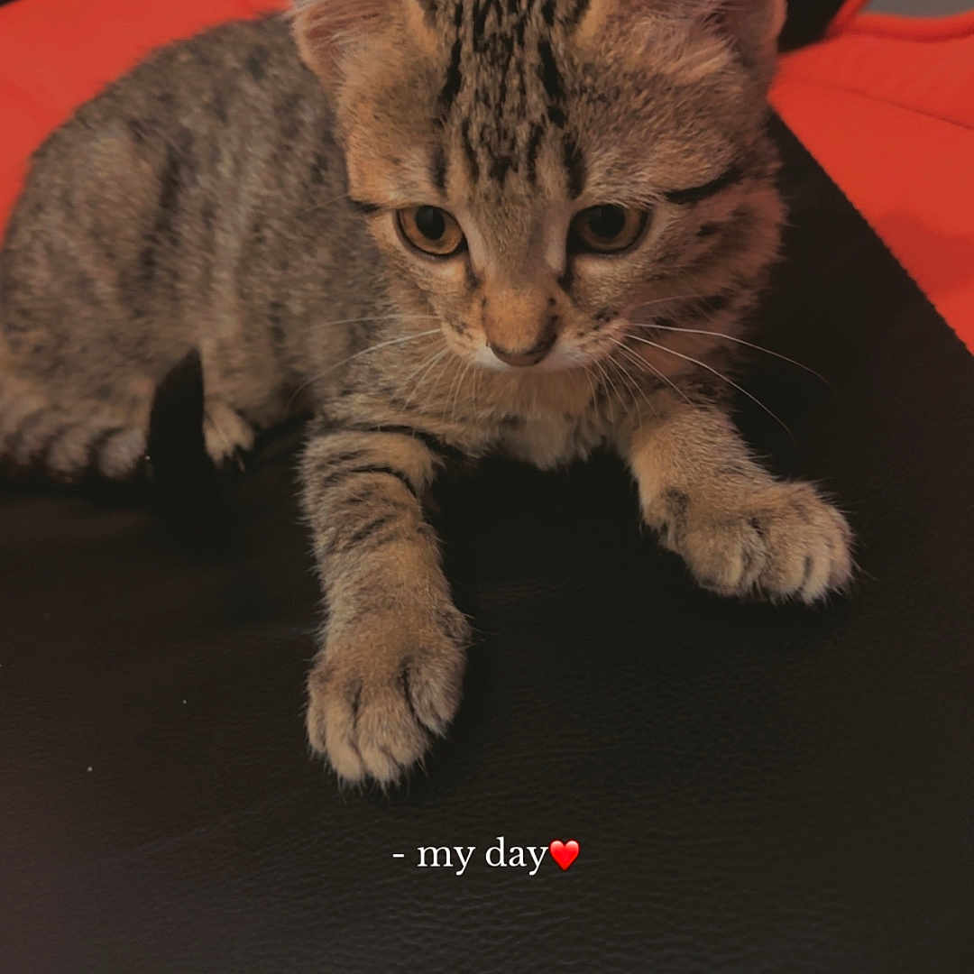 Pepette a rejoint le concours — aidez-le/la à gagner de superbes lots ! abyssinian, animal, armchair, blanket, cat, chair, couch, cushion, egyptiancat, furniture, homedecor, kitten, manx, person, pet, siamese, sleeping