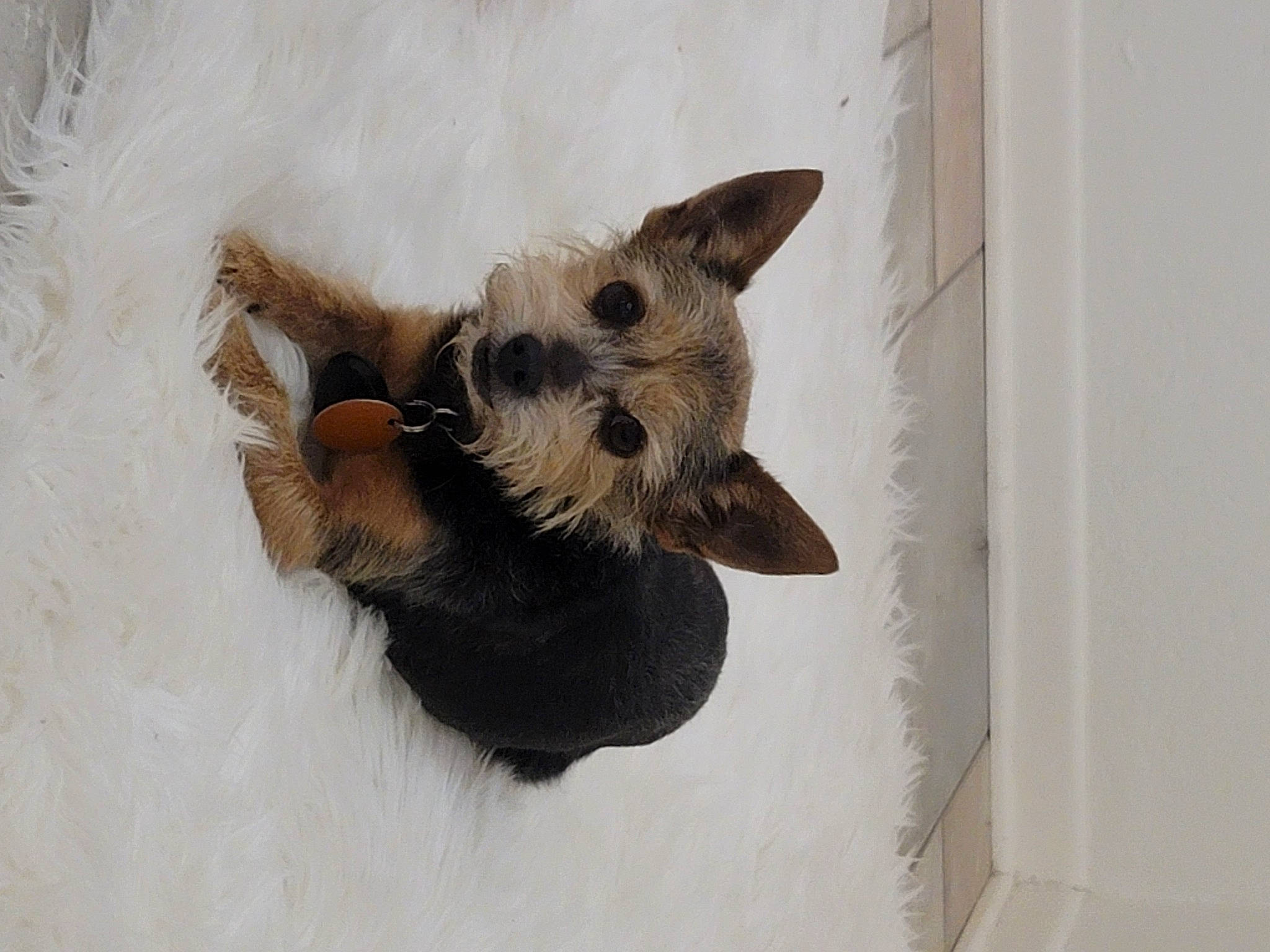 T J joined the competition — help win amazing prizes! canidae, carnivore, claw, dog_breed, domestic_short_haired_cat, fawn, felidae, fur, paw, small_to_medium_sized_cats, snout, tail, terrestrial_animal, tree, whiskers, wildlife, window, wood