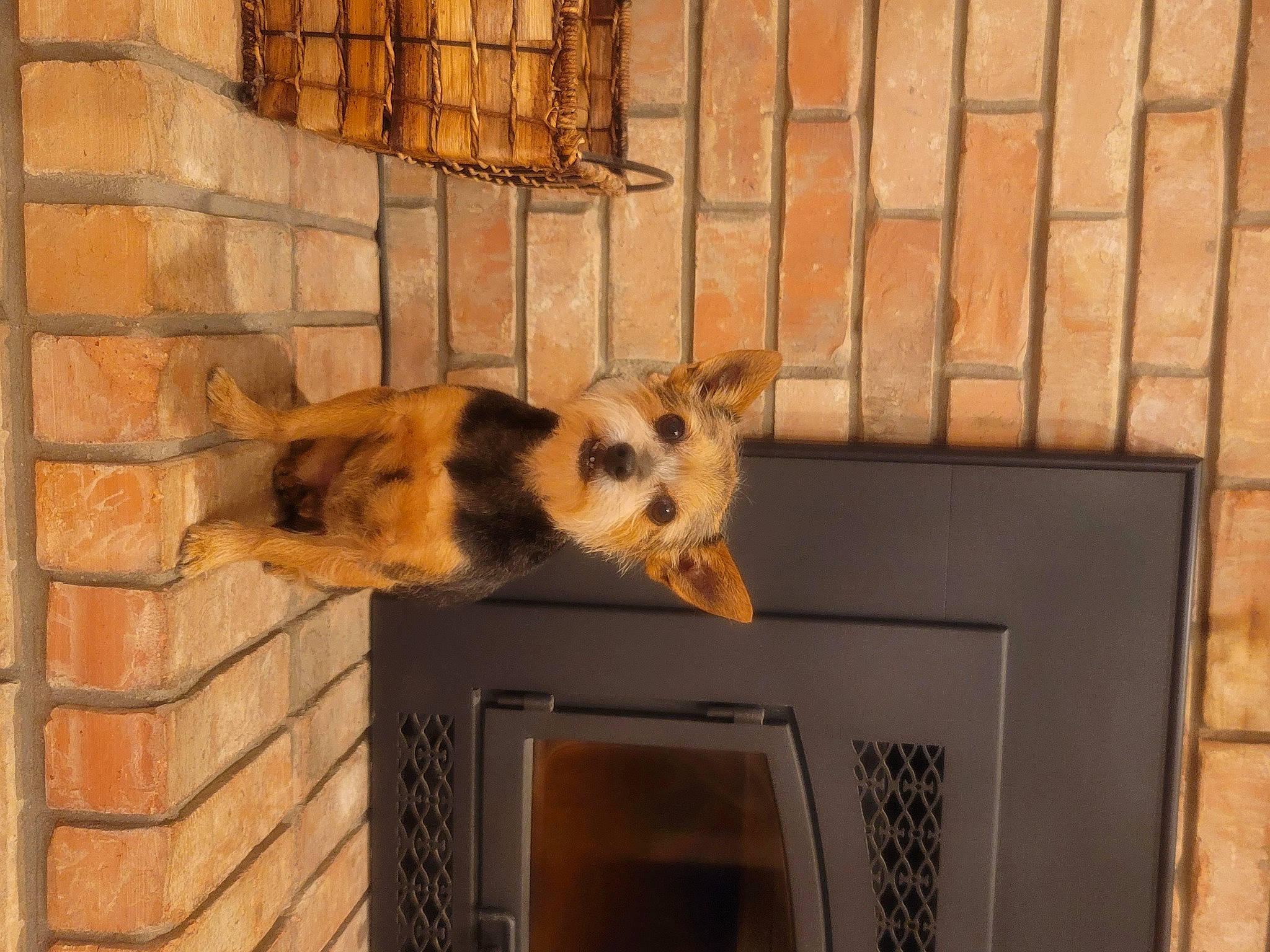 T J joined the competition — help win amazing prizes! brick, brickwork, canidae, carnivore, companion_dog, dog, dog_breed, dog_supply, fawn, felidae, fur, home_appliance, pet_supply, snout, sporting_group, tail, terrestrial_animal, whiskers, window, wood