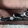 Mya a rejoint le concours — aidez-le/la à gagner de superbes lots ! cat, black_and_white, sleeping, relaxed, couch, sofa, brown, fur, whiskers, collar, pink_collar, paws, stretched, indoor, home, cozy, pet, resting, textile, carpet