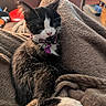 Mya a rejoint le concours — aidez-le/la à gagner de superbes lots ! cat, kitten, black_and_white, pet, animal, whiskers, pink_nose, white_paws, collar, pet_tags, fur, sitting, lying_down, blanket, cozy, indoor, home, portrait, cute, relaxed
