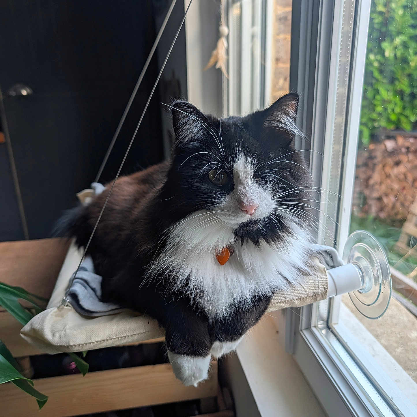 Mya a rejoint le concours — aidez-le/la à gagner de superbes lots ! cat, black_and_white, fluffy, longhaired, pet, animal, portrait, window, indoors, sunlight, garden, whiskers, ears, eyes, pink_nose, collar, bell, sitting, hammock, wooden_furniture