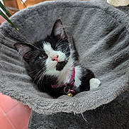 Mya participe au concours pour gagner de l'argent avec cette photo : kitten, cat, black_and_white, pet, feline, animal, portrait, close_up, sitting, lying_down, cat_tree, hammock, gray_fabric, collar, bell, whiskers, pink_nose, blue_eyes, indoors, cozy