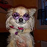 Oona participe au concours pour gagner de l'argent avec cette photo : dog, pet, small_dog, fluffy, long_hair, sunglasses, purple_glasses, pink_harness, collar, name_tag, animal, portrait, indoors, window, held, hand, fashionable, funny, close_up, photograph