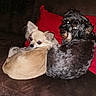animal_portrait, black_dog, chihuahua, companion_animals, couch, cream_dog, cuddling, dogs, fluffy, fur, indoors, looking_at_camera, mixed_breed, pets, puppies, red_cushion, sitting, small_dogs, sofa, white_dog