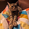 Nouppy participe au concours pour gagner de l'argent avec cette photo : cat, tabby, pet, animal, feline, striped_fur, whiskers, ears, eyes, paws, indoor, couch, blanket, colorful, textile, cozy, sitting, portrait, home, relaxed