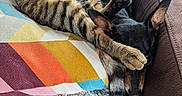 Nouppy participe au concours pour gagner de l'argent avec cette photo : cat, dog, tabby_cat, black_dog, sleeping, pets, animal, couch, sofa, cushion, blanket, paw, paws, relaxed, indoors, home, cozy, nap, fur, companionship