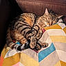 Nouppy participe au concours pour gagner de l'argent avec cette photo : cat, tabby, sleeping, sleepy, curled_up, cozy, relaxed, pet, feline, striped_fur, closed_eyes, paws, tail, blanket, colorful, geometric_pattern, armchair, indoor, nap, cute