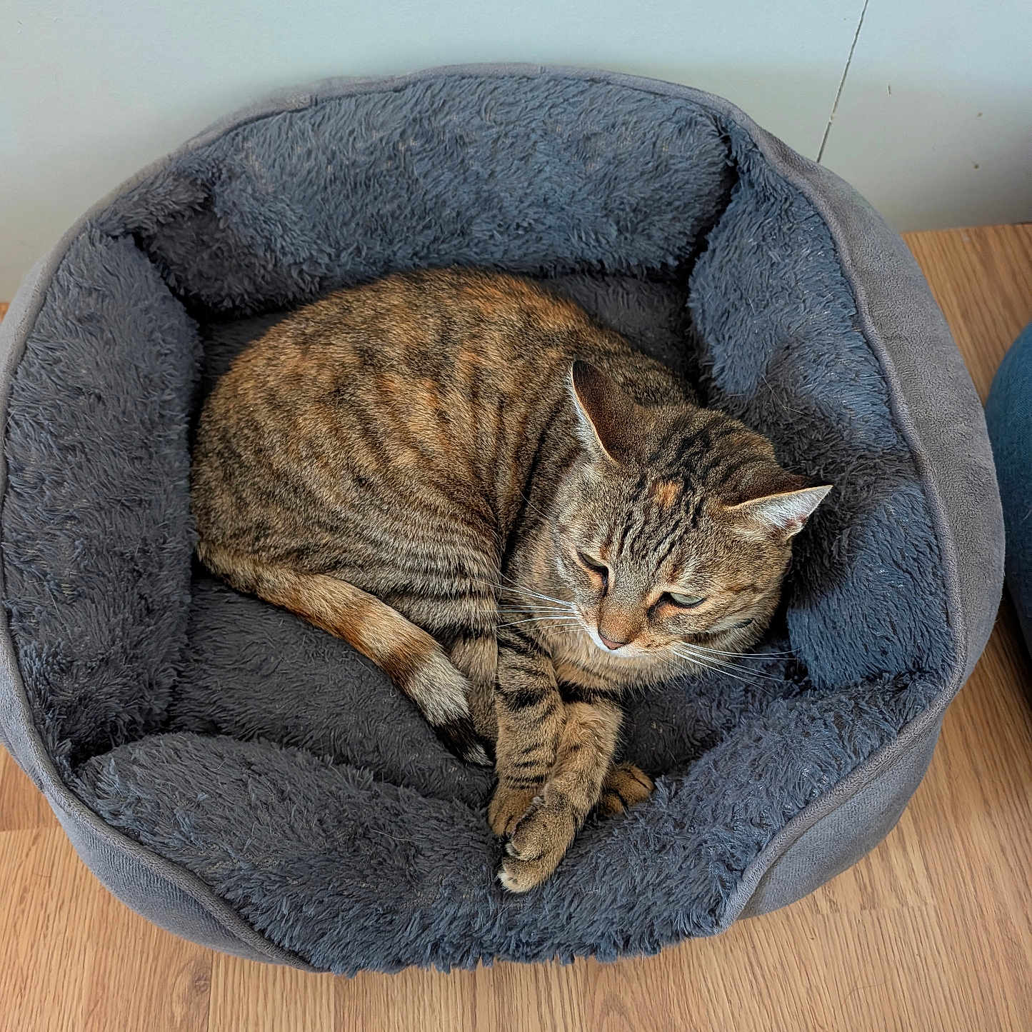 Nouppy a rejoint le concours — aidez-le/la à gagner de superbes lots ! cat, tabby_cat, pet, sleeping, curled_up, animal, furry, whiskers, ears, paws, tail, cat_bed, pet_bed, plush, gray, brown, striped, indoor, wooden_floor, cozy