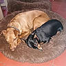 Loca participe au concours pour gagner de l'argent avec cette photo : dogs, two_dogs, pets, sleeping, lying_down, curled_up, dog_bed, plush_bed, shaggy_texture, tan_dog, black_dog, black_and_tan_dog, collars, indoors, tile_floor, cozy, resting, companionship, animal_portrait, flash_photography