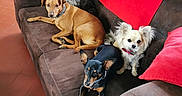 Loca a rejoint le concours — aidez-le/la à gagner de superbes lots ! dogs, four_dogs, pets, canines, couch, sofa, living_room, indoor, red_blanket, brown_dog, black_dog, white_dog, fluffy_dog, small_dog, mixed_breed, collars, seated, relaxed, home, furniture