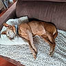 dog, sleeping, brown_dog, pet, couch, sofa, pillow, blanket, shaggy_rug, indoor, living_room, relaxed, resting, lying_down, collar, short_hair, animal, cozy, home, nap