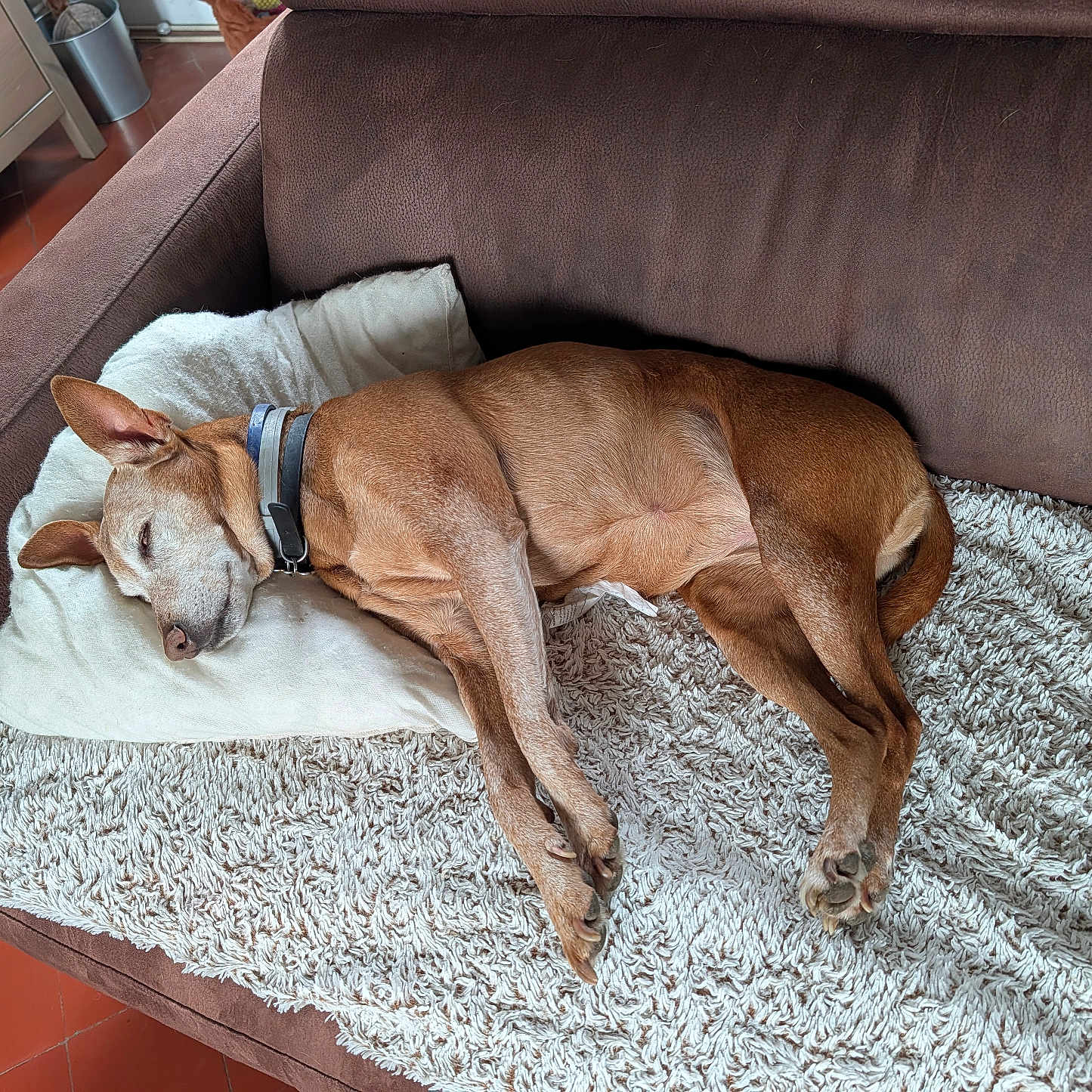 Loca participe au concours pour gagner de l'argent avec cette photo : dog, sleeping, brown_dog, pet, couch, sofa, pillow, blanket, shaggy_rug, indoor, living_room, relaxed, resting, lying_down, collar, short_hair, animal, cozy, home, nap