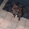animal, blue_cabinets, brown_dog, canine, companion, curious, cute, dog, domestic_animal, floor_tiles, household, indoor, kitchen, looking_up, mat, pet, small_dog, tile_floor, toy, waiting