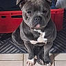 Utha participe au concours pour gagner de l'argent avec cette photo : animal, blanket, canine, companion, curtain, dog, ears_up, floor_mat, gray_dog, household, indoor, looking_at_camera, pet, pitbull, portrait, red_crate, resting_place, sitting, tile_floor, white_paws