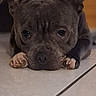 Utha participe au concours pour gagner de l'argent avec cette photo : adorable, animal, brown_dog, close_up, cute, dog, ears, expression, eyes, face, floor, indoor, looking, lying_down, paws, pet, puppy, resting, tile_floor, wrinkles