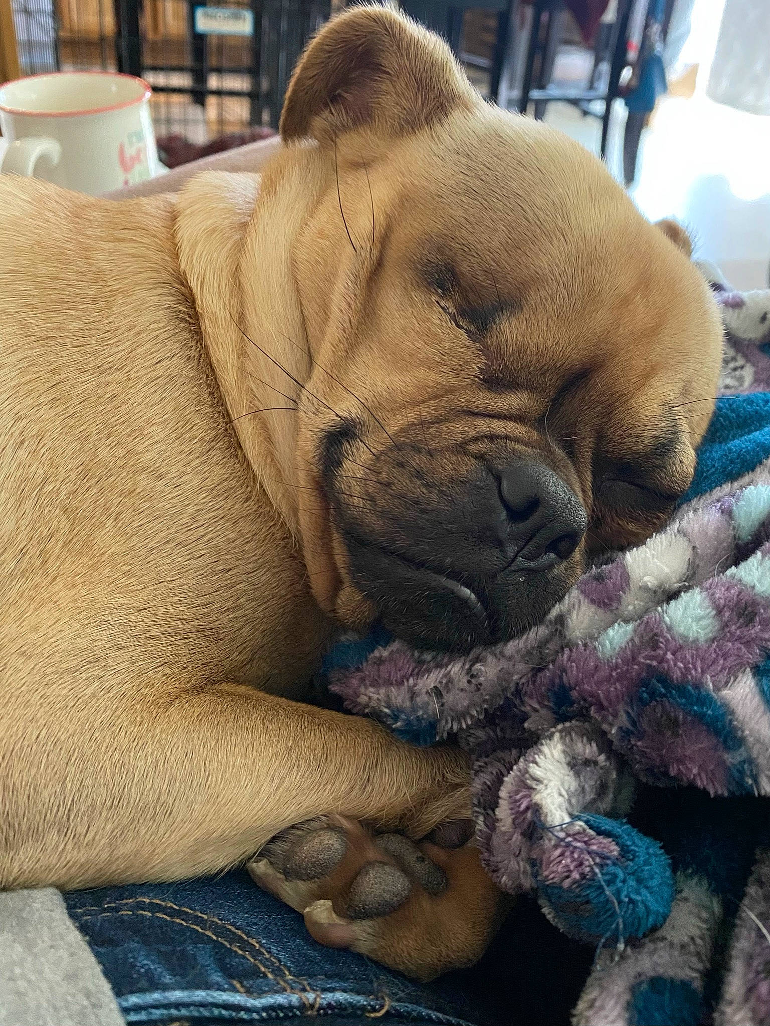 Mocha is registered to the contest to win money with this photo: bulldog, canidae, carnivore, comfort, companion_dog, dog, dog_breed, fawn, felidae, fur, human_leg, linens, nap, serveware, snout, sporting_group, stuffed_toy, terrestrial_animal, whiskers, wrinkle